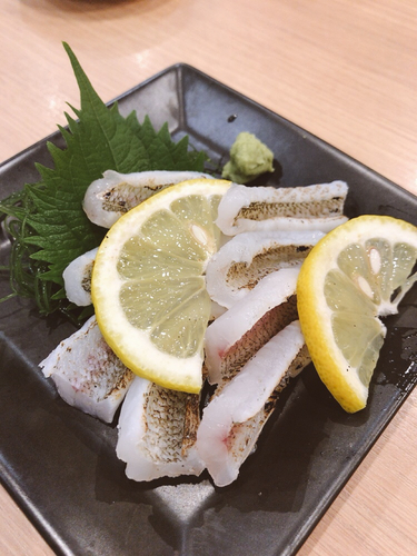 シロギスの釣果