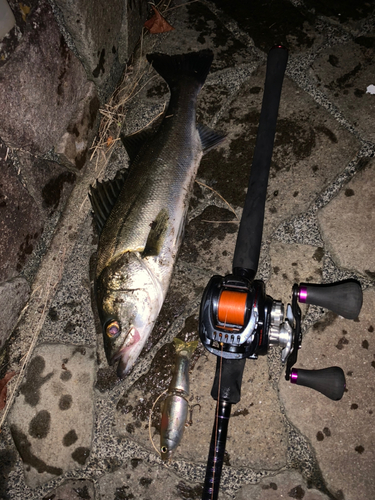 シーバスの釣果