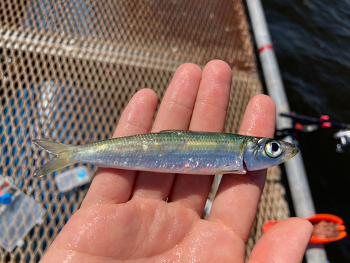 マアジの釣果