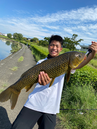 コイの釣果