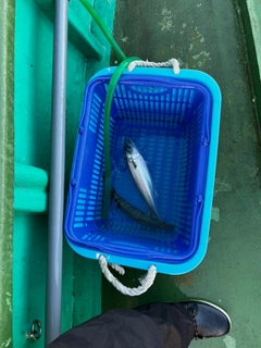 マサバの釣果