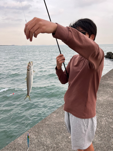 ウルメイワシの釣果