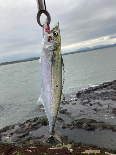 サゴシの釣果