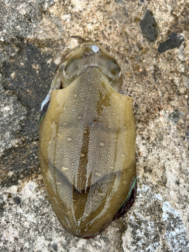 モンゴウイカの釣果