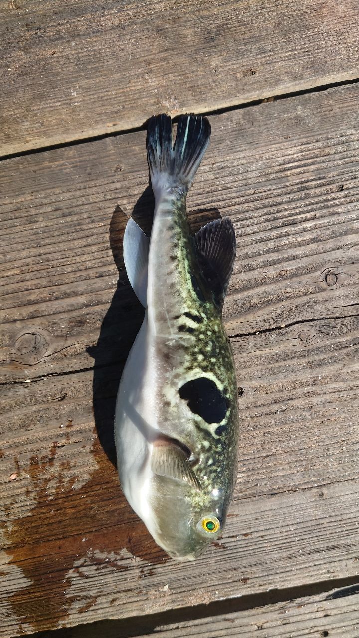 ウナギ釣り柱さんの釣果 2枚目の画像