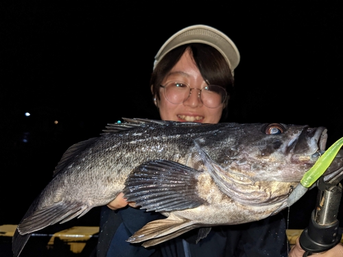 クロソイの釣果