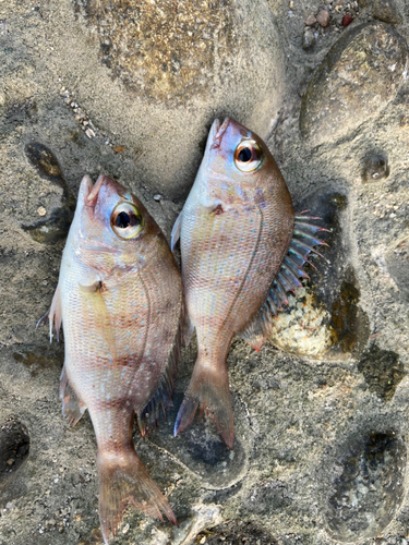 キュウセンの釣果