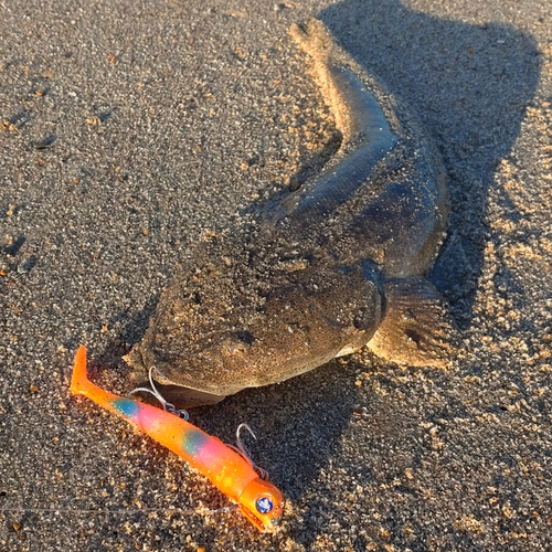 マゴチの釣果