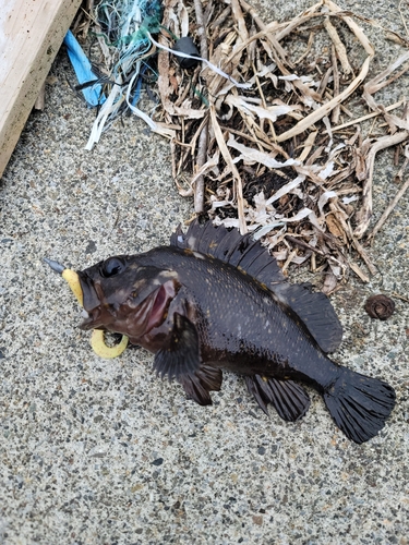 オウゴンムラソイの釣果