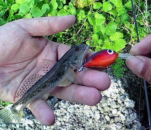 マハゼの釣果