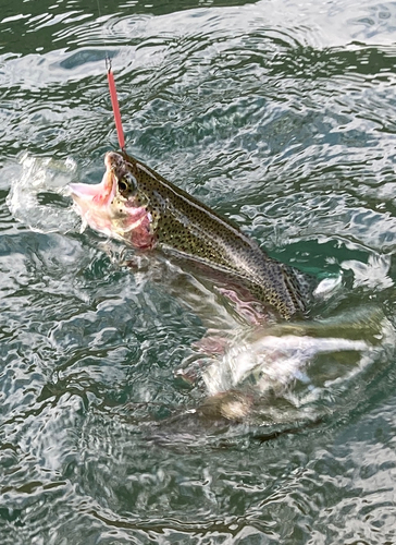 レインボートラウトの釣果