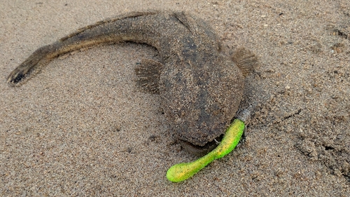 マゴチの釣果