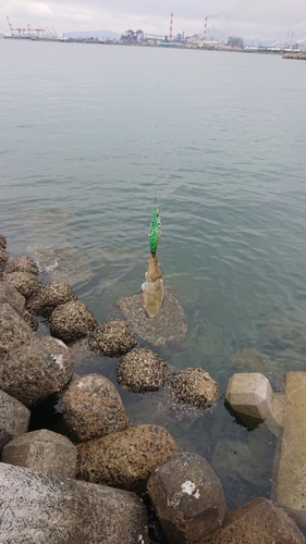 コウイカの釣果