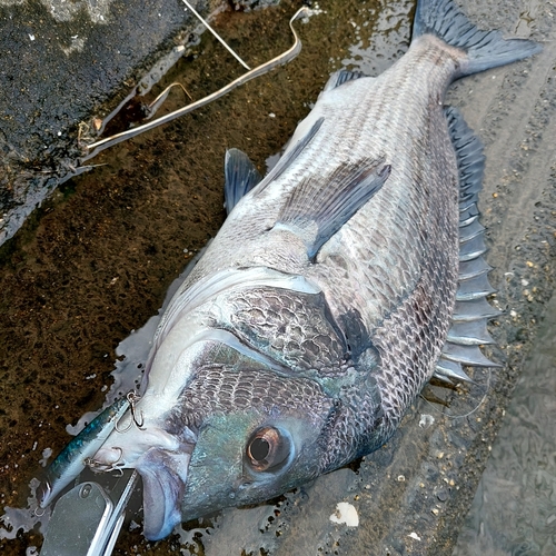 チヌの釣果