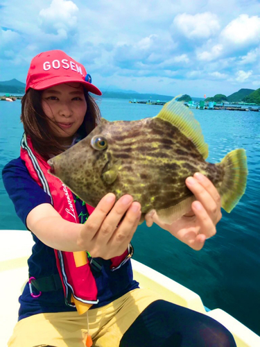 カワハギの釣果