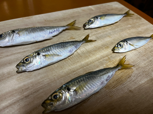 アジの釣果