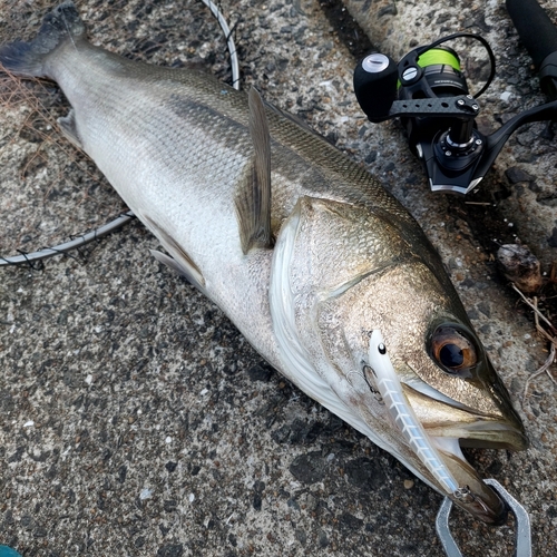 スズキの釣果