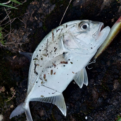 メッキの釣果