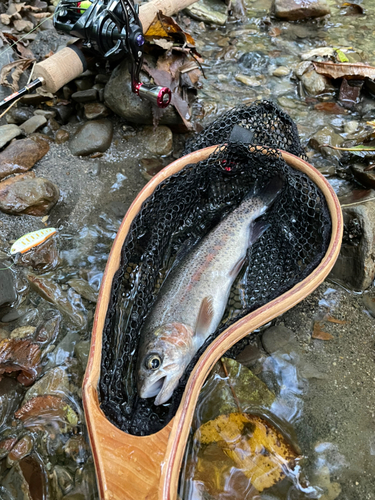 ニジマスの釣果