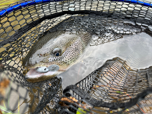 イトウの釣果