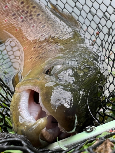 ブラウントラウトの釣果