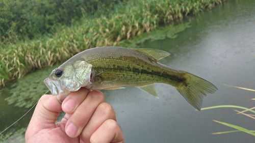 ラージマウスバスの釣果