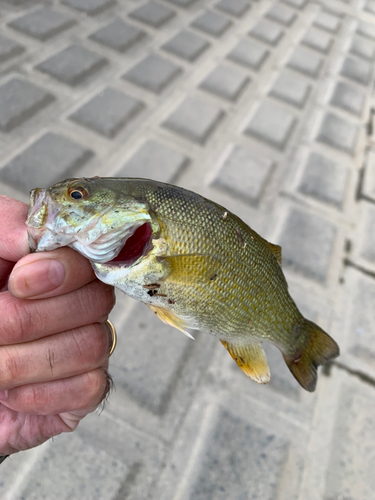 スモールマウスバスの釣果