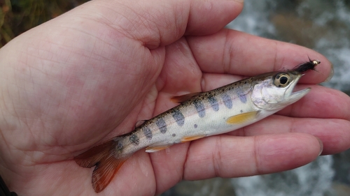 ヤマメの釣果