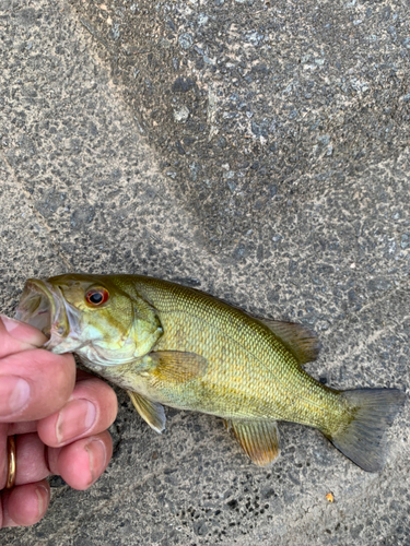 スモールマウスバスの釣果