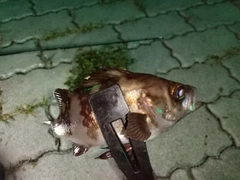 メバルの釣果