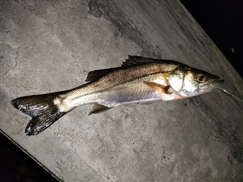 セイゴ（マルスズキ）の釣果