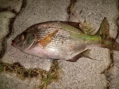 ウミタナゴの釣果