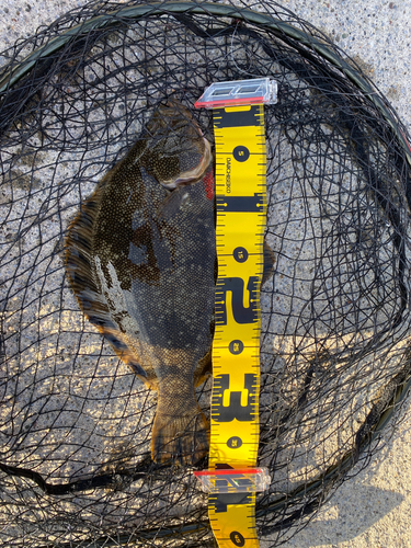 タカノハの釣果