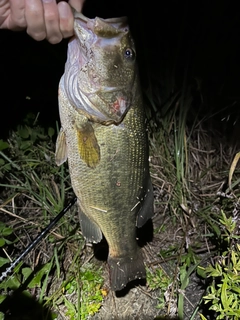 ラージマウスバスの釣果