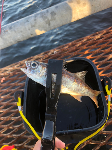 ムツの釣果