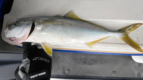 ツバスの釣果