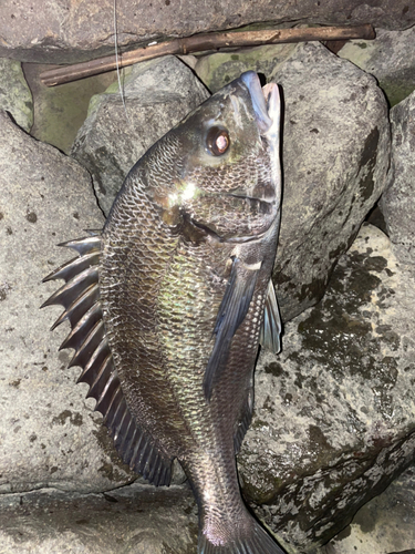 クロダイの釣果