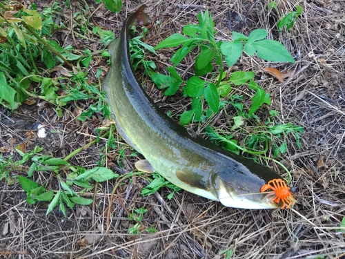 ナマズの釣果