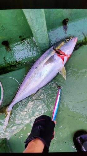 イナダの釣果