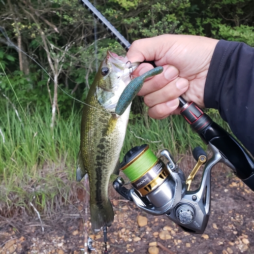 ブラックバスの釣果