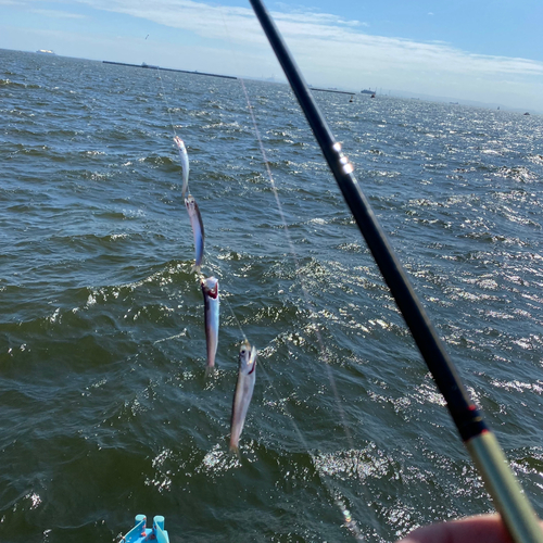 カタクチイワシの釣果