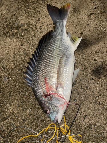 キビレの釣果