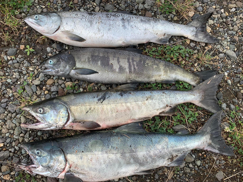 シロザケの釣果