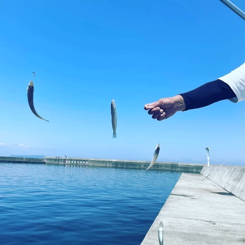 キスの釣果