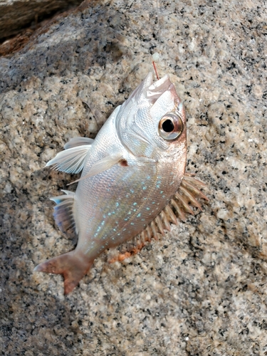 チャリコの釣果