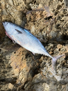 スマガツオの釣果