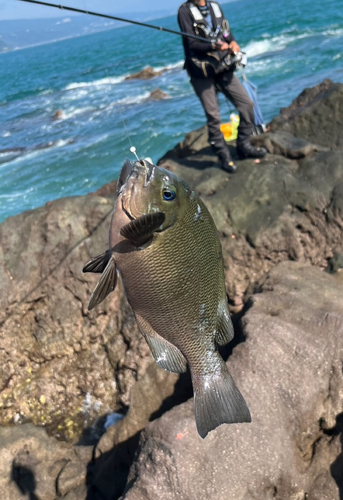 メジナの釣果