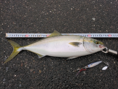 ハマチの釣果