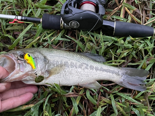 ブラックバスの釣果