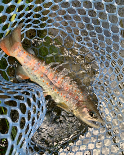 アマゴの釣果